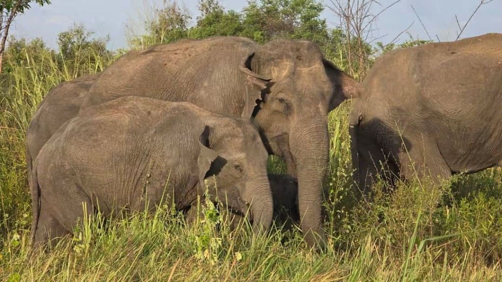Adult and juvenile elephants feeding in tall grass at Gal Oya Park