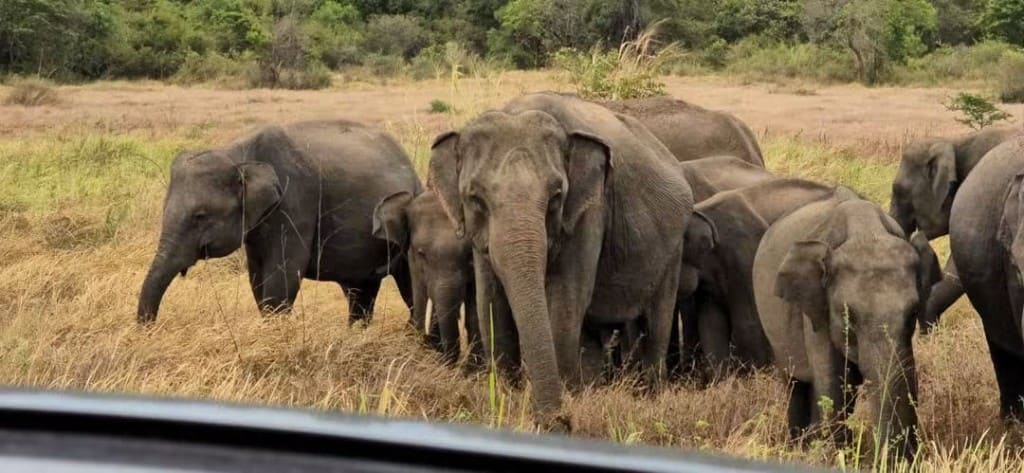 A herd of elephants facing a safari jeep in Gal Oya Park