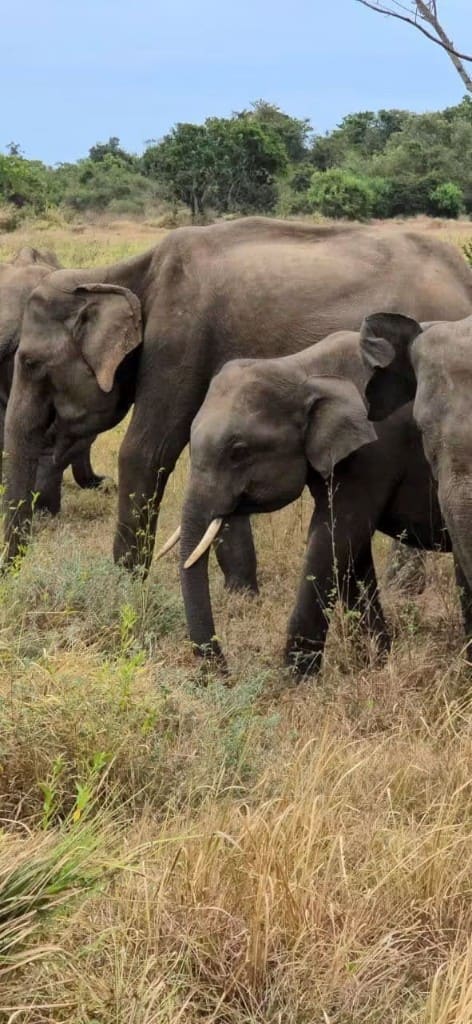 A young tusker walking with other elephants in grassland at Gal Oya Park
