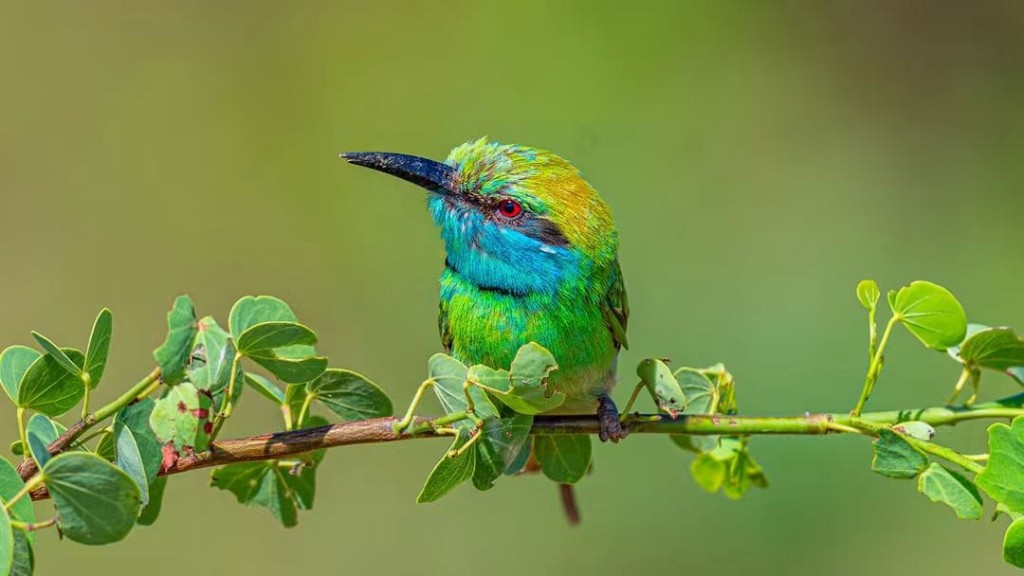 A green bee-eater perched on a leafy branch in Kaudulla National Park