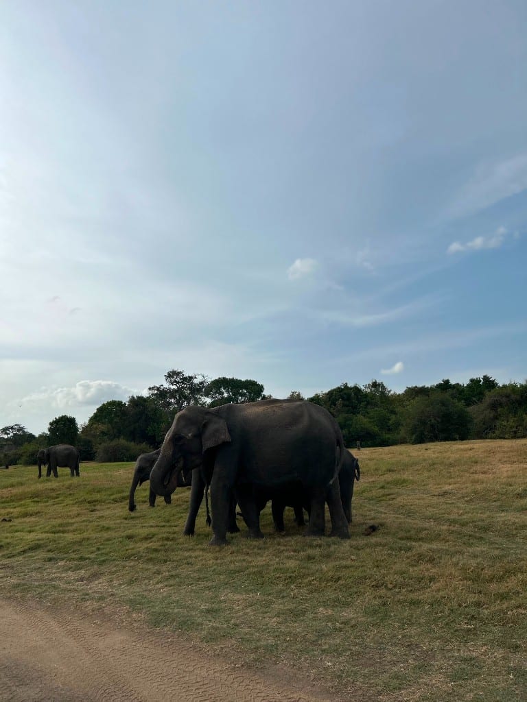 A family group of elephants walking through grassland in Kaudulla