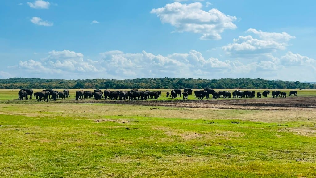 A large herd of wild Asian elephants on open grassland in Kaudulla National Park