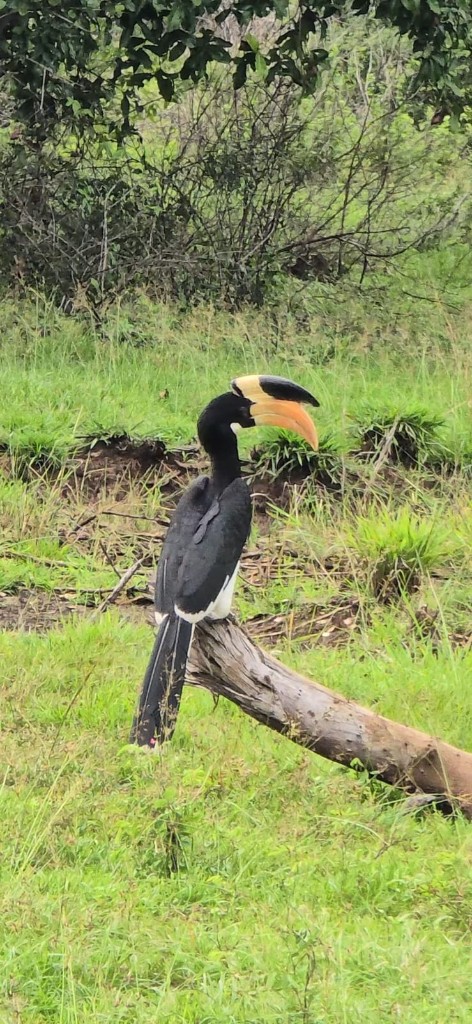 A Malabar pied hornbill perched on a fallen log in Kaudulla National Park