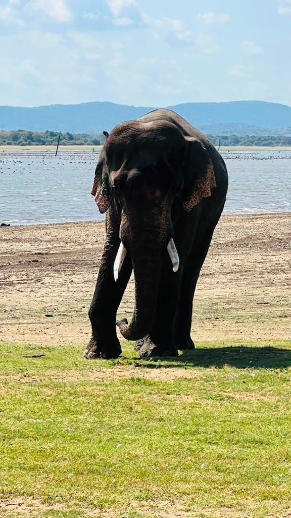 A tusker standing on green grass with Kaudulla Tank and hills behind