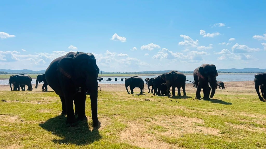 A herd of wild Asian elephants on grassland beside the Minneriya reservoir