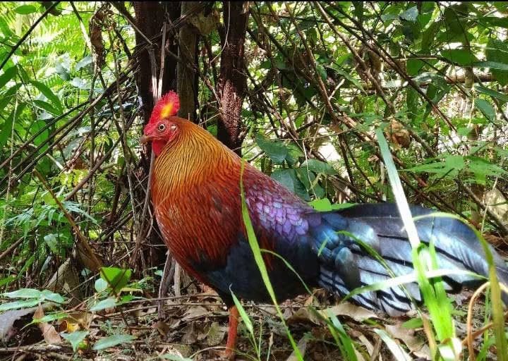 A Sri Lankan junglefowl in forest undergrowth at Minneriya National Park